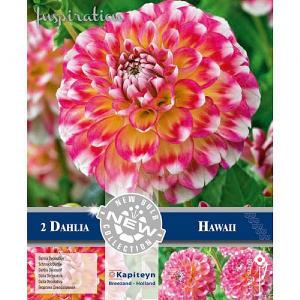 Dahlia Decorative Hawaii (Pack of 2)