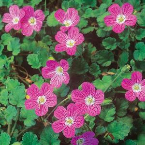 Erodium Bishops Form - 1ltr pot