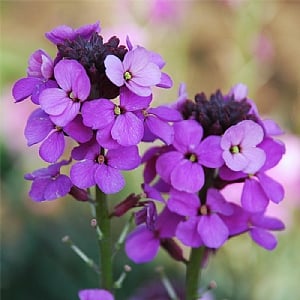 Erysimum 'Bowles Mauve' (Hardy Wallflower)