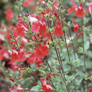 Salvia microphylla Hot Lips - 2L Pot