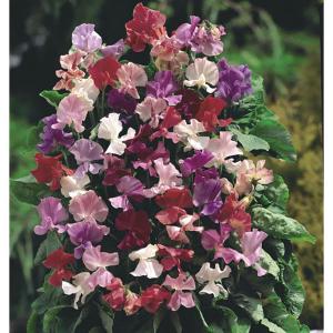 Sweet Pea Fragrantissima