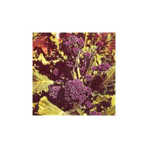 Broccoli Early Purple Sprouting - 400 Seeds