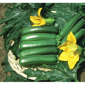 Courgette Defender F1 Hybrid - 12 Seeds