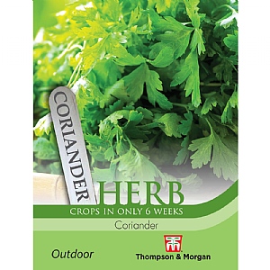 Herb Coriander - 150 Seeds