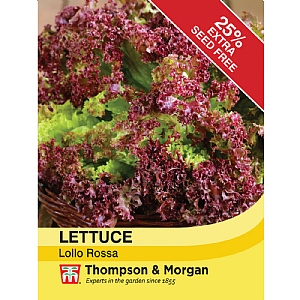 Lettuce Lollo Rossa - 250 Seeds