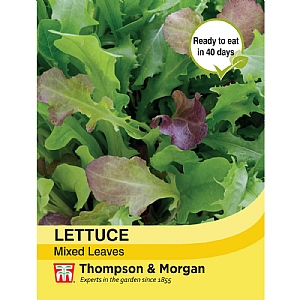 Lettuce Salad Leaves Mixed