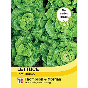 Lettuce Tom Thumb - 1350 Seeds