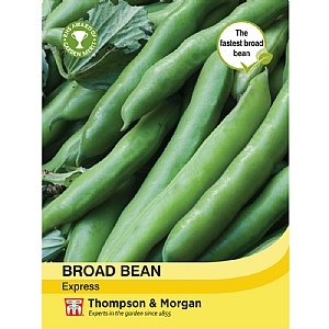 Broad Bean Express - 50 Seeds