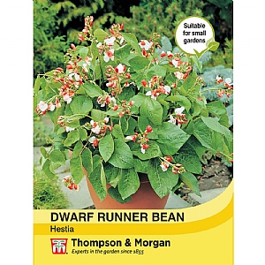 Dwarf Runner Bean Hestia - 40 Seeds