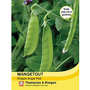 Mangetout Oregon Sugar Pod - 300 Seeds