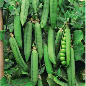 Pea Rondo - 200 Seeds