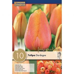 Tulip Dordogne (10 Bulbs)