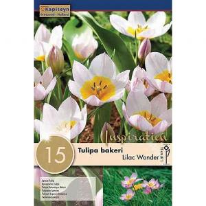 Tulip bakeri Lilac Wonder - 15 Bulb Pack