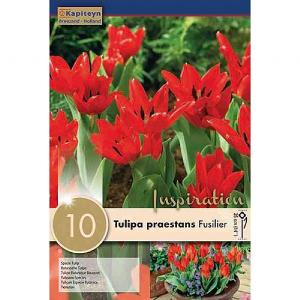 Tulipa praestans Fusilier (10 Bulbs)