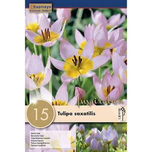 Tulipa saxatilis (15 Bulbs)
