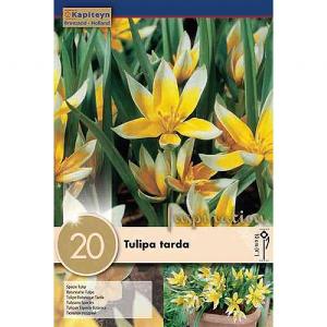 Tulipa tarda (20 Bulbs)