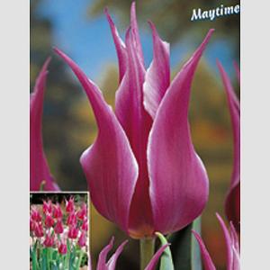 Tulip Lily Flowered Maytime - (8 Bulbs)