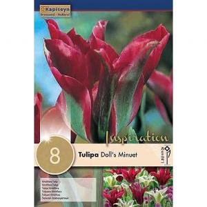Tulip Doll's Minuet (8 Bulbs)
