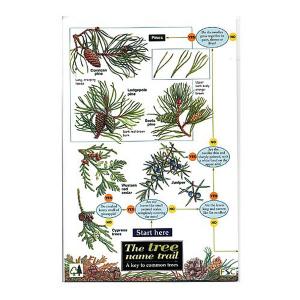 Field Guide to the Tree Name Trail