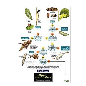 Field Guide to Bugs on Bushes