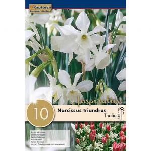 Narcissus triandrus Thalia (10 Bulbs)