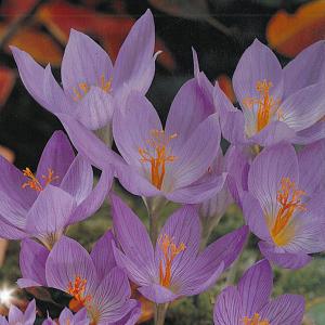 Crocus Speciosus - (20 Bulbs)