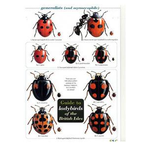 Field Guide to Ladybirds