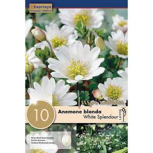 Anemone blanda White Splendour - (10 Bulbs)
