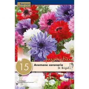 Anemone coronaria St. Brigid (15 Bulbs)