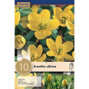 Eranthis Cilicica - (10 Bulbs)