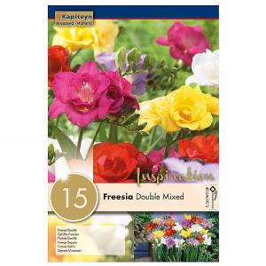 Freesia Double Mixed - 15 Bulbs