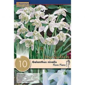 Galanthus Flore Pleno - (10 Bulbs)