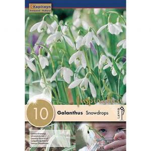 Galanthus Nivalis (10 Bulbs)