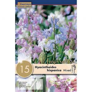 Hyacinthoides hispanica Mixed (15 Bulbs)