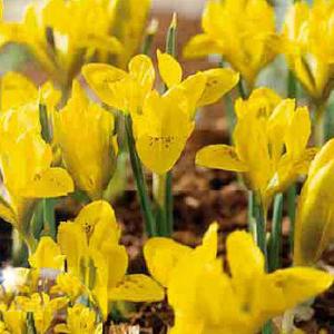 Iris danfordiae (20 Bulbs)
