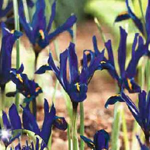 Iris reticulata - (20 Bulbs)
