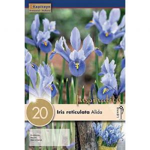 Iris reticulata Cantab - (20 Bulbs)