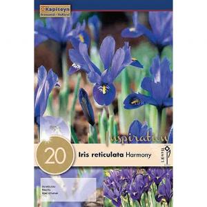 Iris reticulata Harmony - (20 Bulbs)