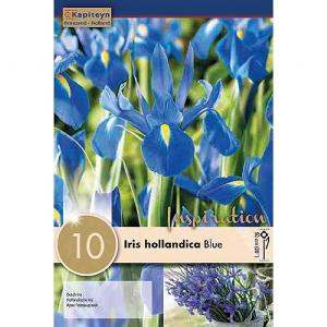 Iris hollandica Professor Blaauw - (10 Bulbs)