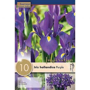 Iris hollandica Purple Sensation - (10 Bulbs)