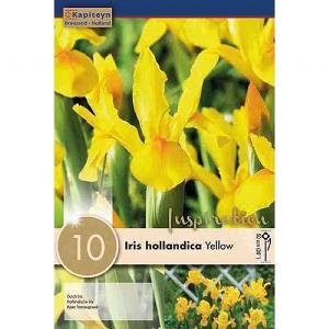 Iris hollandica Royal Yellow - (10 Bulbs)