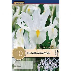 Iris Hollandica White Wedgwood - (10 Bulbs)
