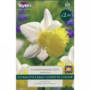 Narcissus 'Anniversary Gift' (6 Bulbs)