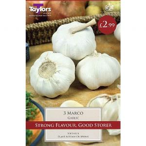Garlic Marco (3 Bulbs)