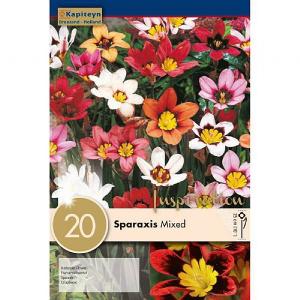 Sparaxis Mixed (Pack of 20)