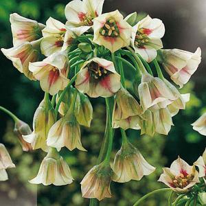 Nectaroscordum (Allium) siculum - (5 Bulbs)