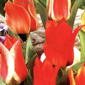 Tulip Rockery Mixed Colours - (20 Bulbs)