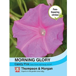 Morning Glory Candy Pink