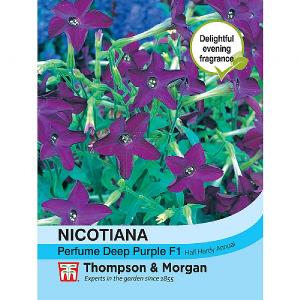 Thompson & Morgan Nicotiana Perfume Deep Purple