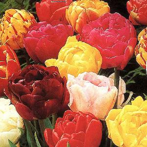 Tulip Double Mixed Colours - (20 Bulbs)